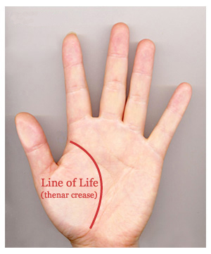 Palm reading life line: a.k.a. the line of life / thenar crease!